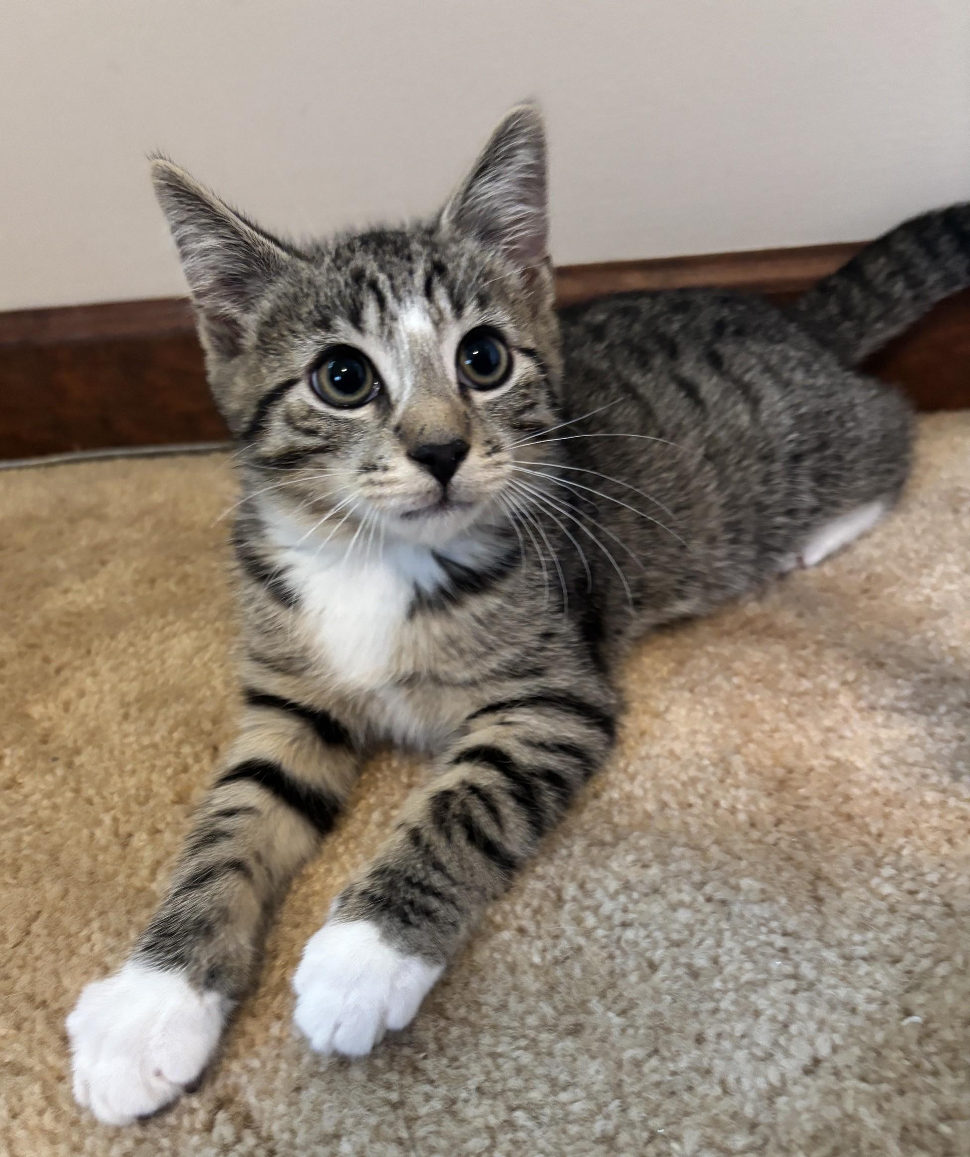 Ekko, ADOPTABLE, Kitten Male Domestic Short Hair.