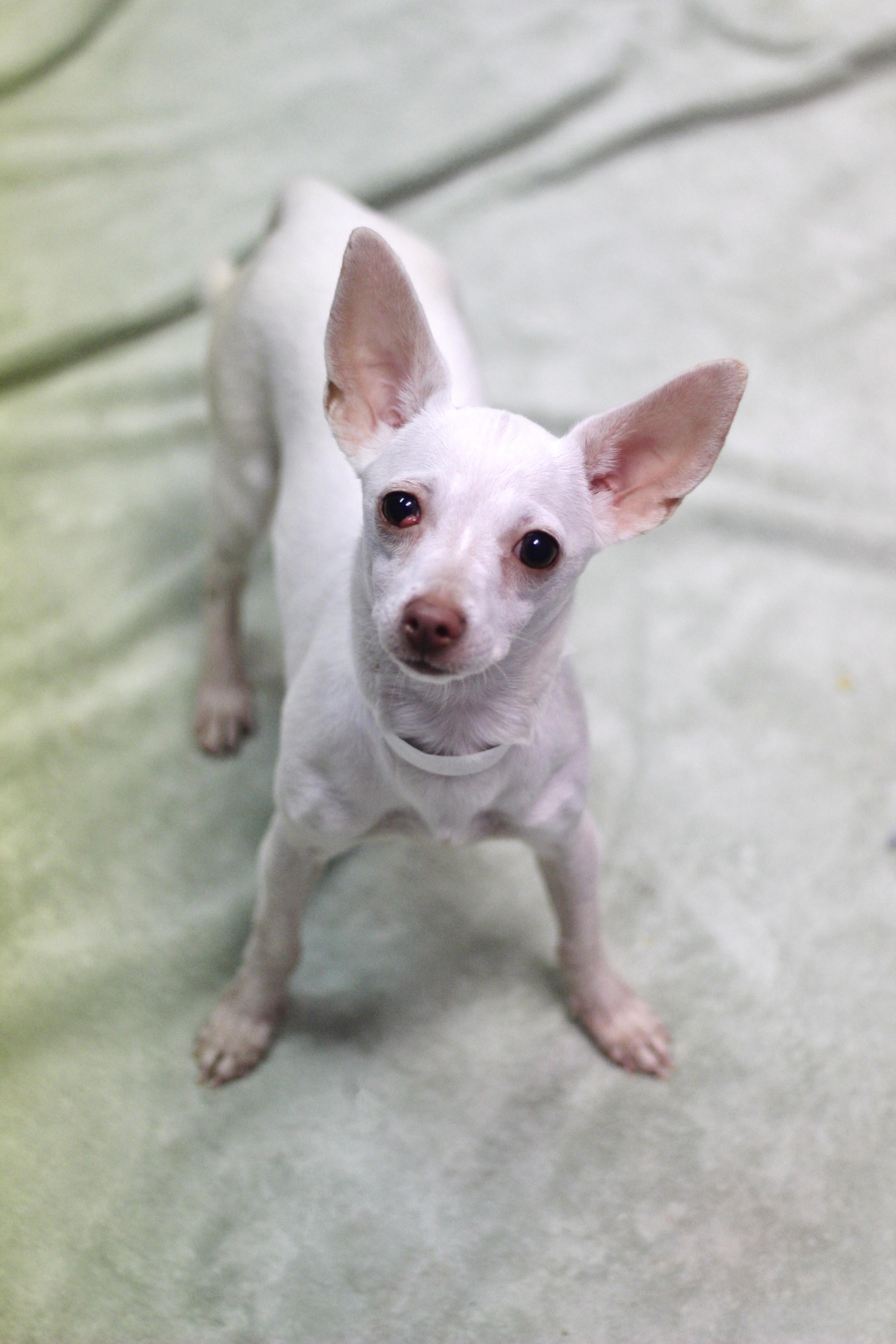 Stella in NH! Come Meet our Adoptable Dogs Wednesday-Saturday. More info in Bio!