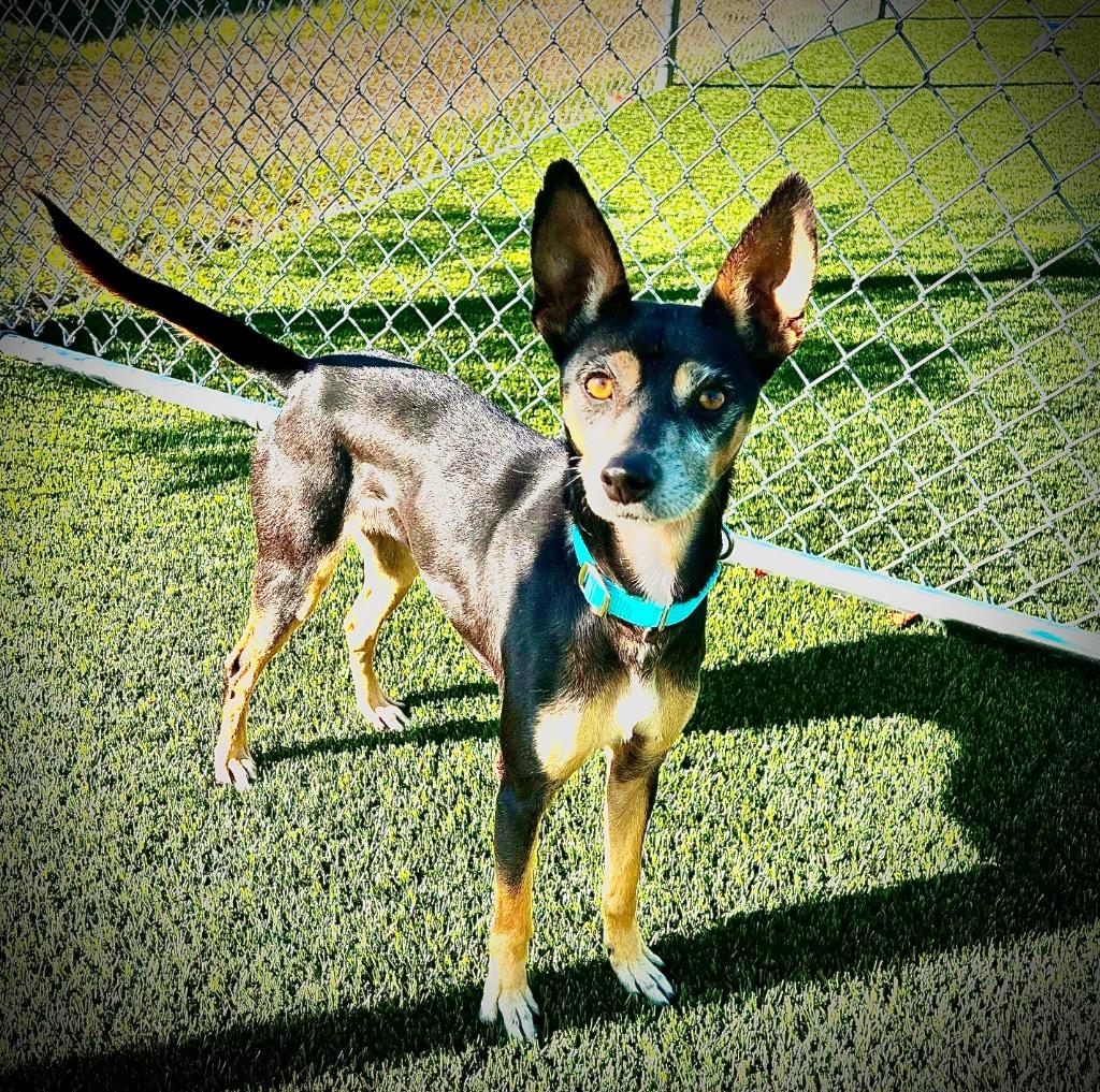 Enlarge Lula, a Adoptable mixed breed in Cape Coral, FL image 1/1