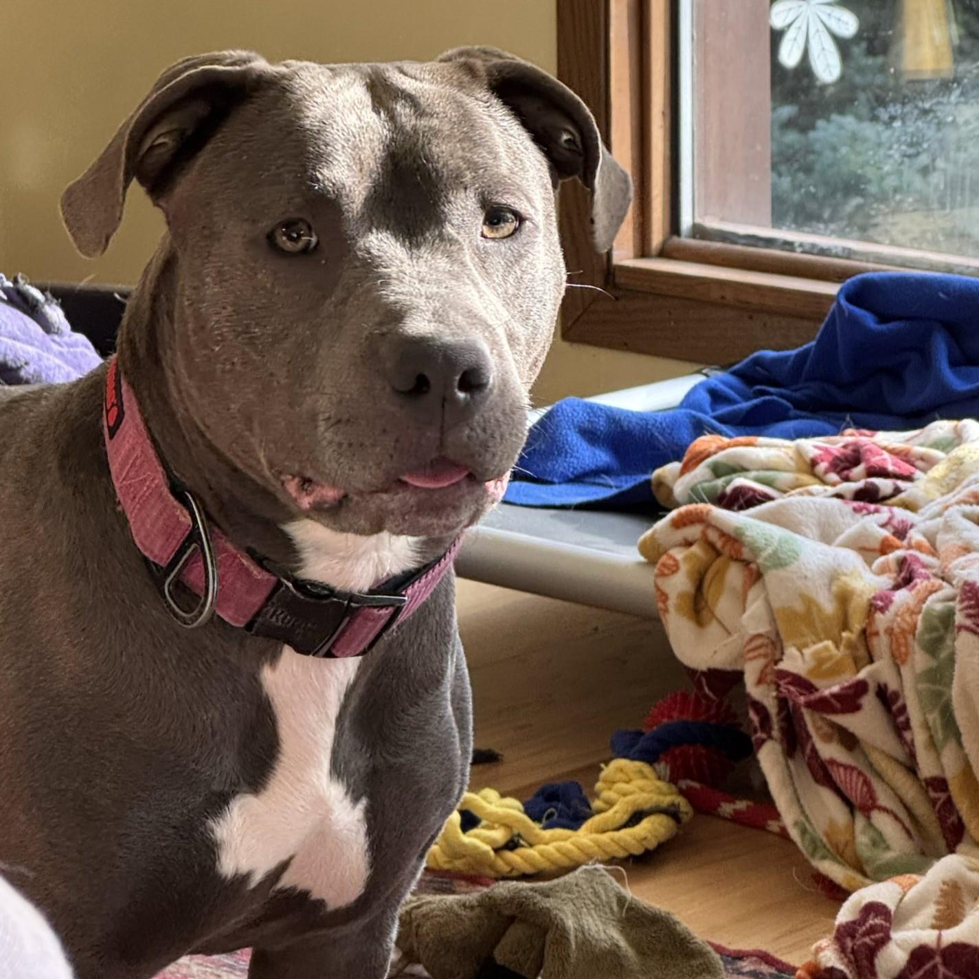 Bella, a Adoptable mixed breed in Rapid City, SD image 1/4