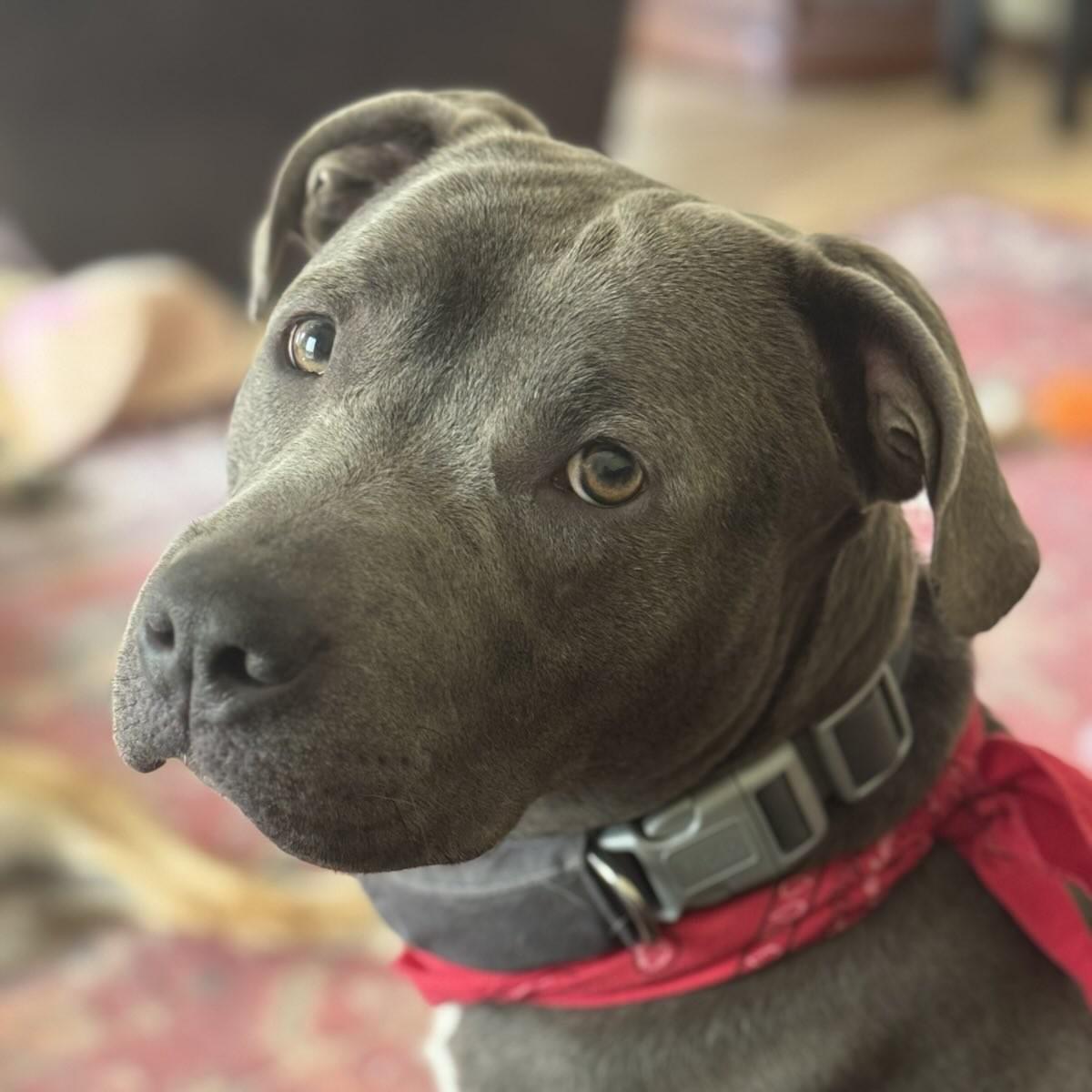 Bella, a Adoptable mixed breed in Rapid City, SD image 3/4