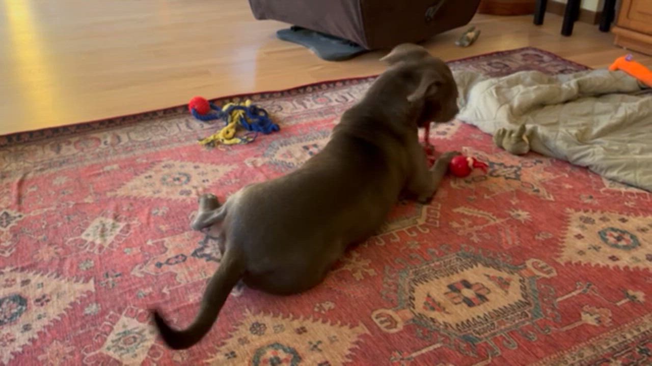 Enlarge Bella, a Adoptable mixed breed in Rapid City, SD video 4/4