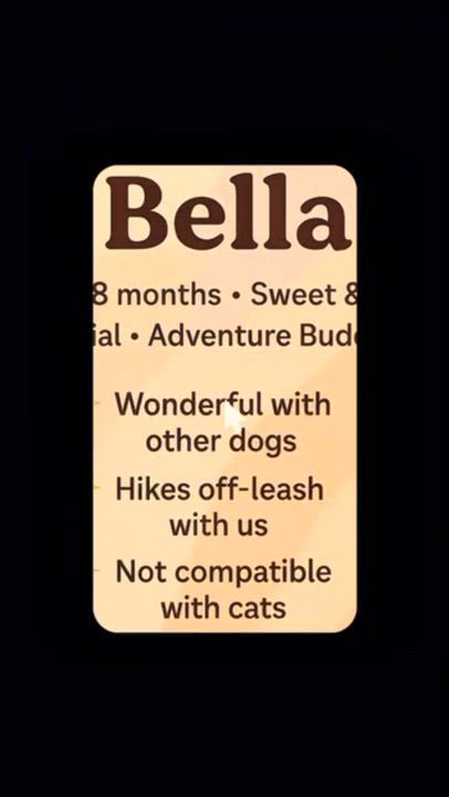 Enlarge Bella - In Foster, an adopted mixed breed in Rapid City, SD video 2/2