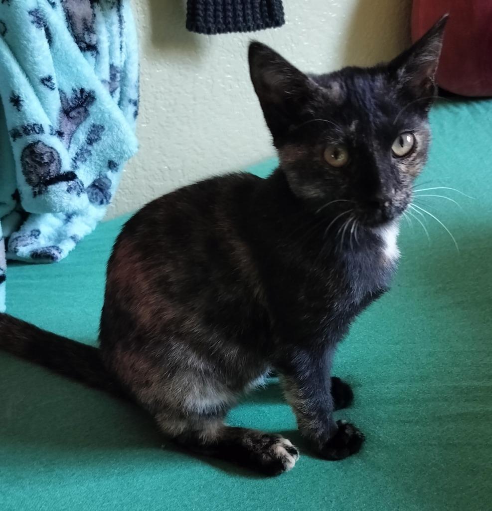 Enlarge Flower, a Adoptable mixed breed in San Jacinto, CA image 1/1