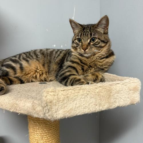 Piccolo, Adoptable, Young Female Domestic Short Hair.
