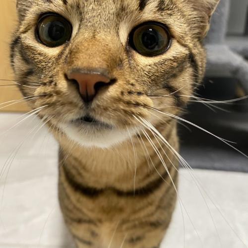 Piccolo, a Adoptable Domestic Short Hair in Toms River, NJ image 2/6