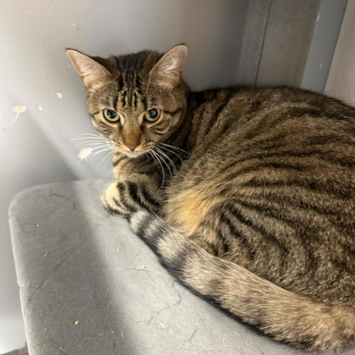 Piccolo, a Adoptable Domestic Short Hair in Toms River, NJ image 3/6