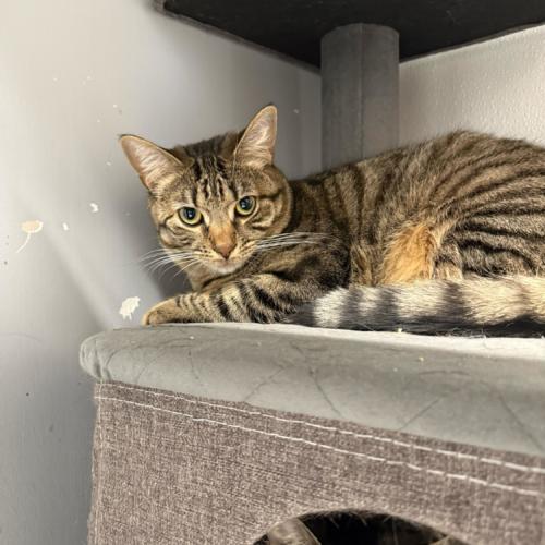 Piccolo, a Adoptable Domestic Short Hair in Toms River, NJ image 4/6