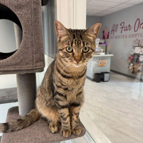 Piccolo, a Adoptable Domestic Short Hair in Toms River, NJ image 5/6
