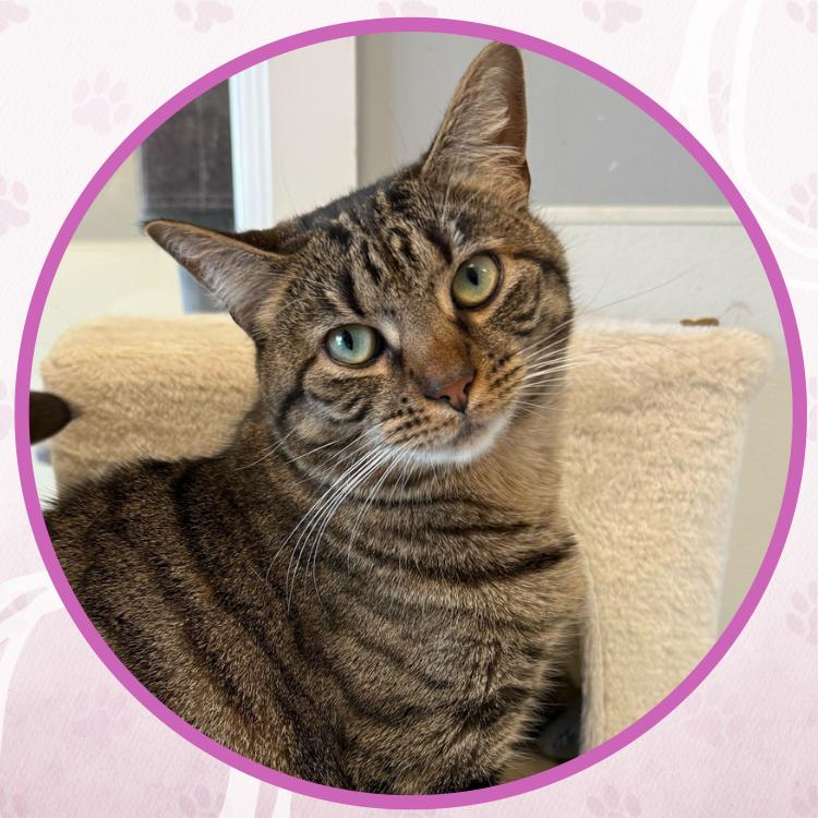 Piccolo, a Adoptable Domestic Short Hair in Toms River, NJ image 6/6
