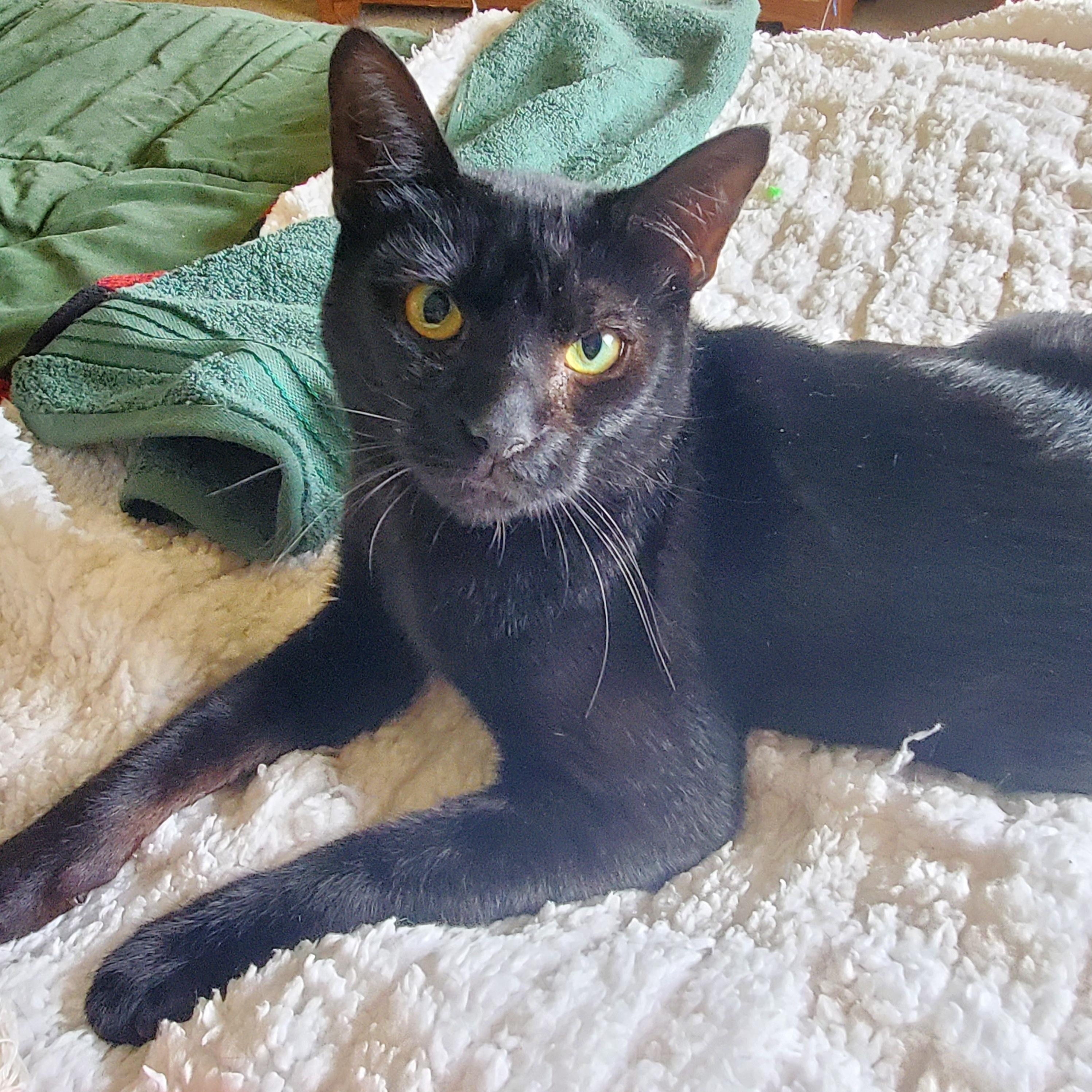 Enlarge Mercutio, a ADOPTABLE mixed breed in Portland, OR image 2/6