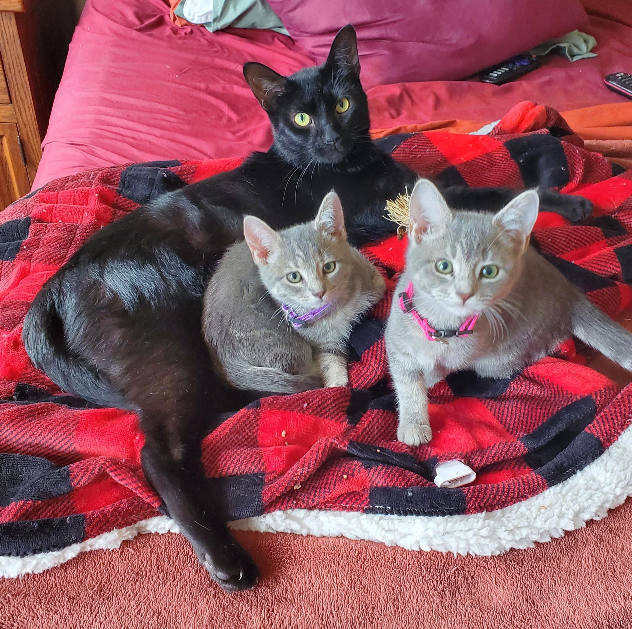 Mercutio, a ADOPTABLE mixed breed in Portland, OR image 2/6
