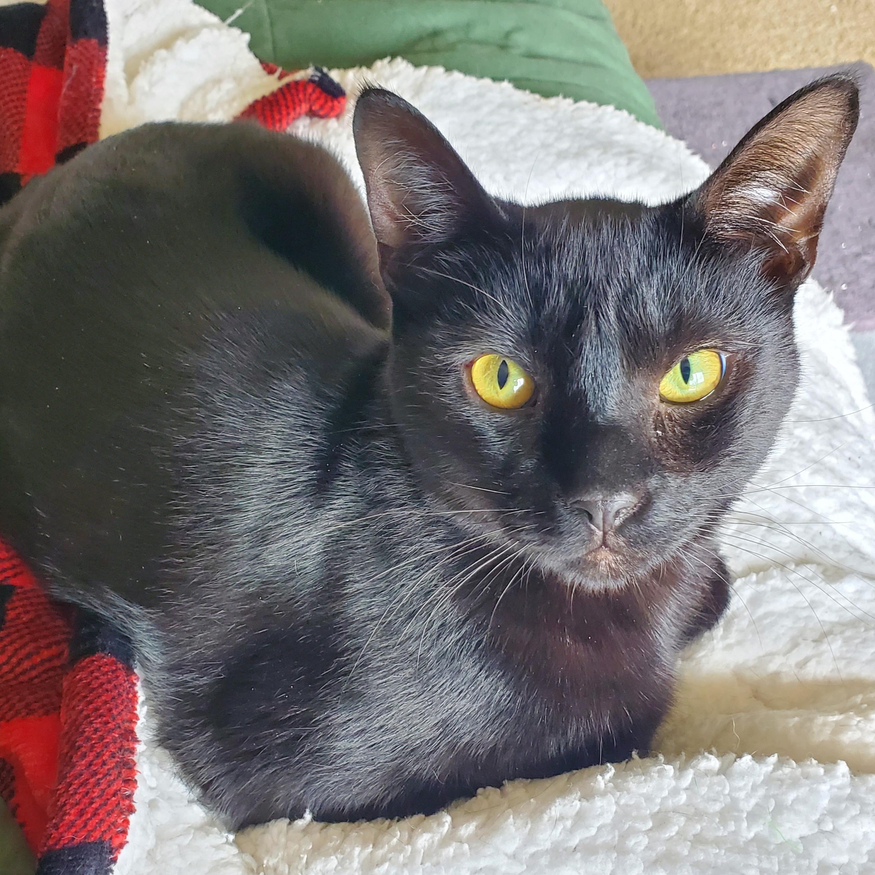 Mercutio, ADOPTABLE, Kitten Male Domestic Short Hair & Siamese.