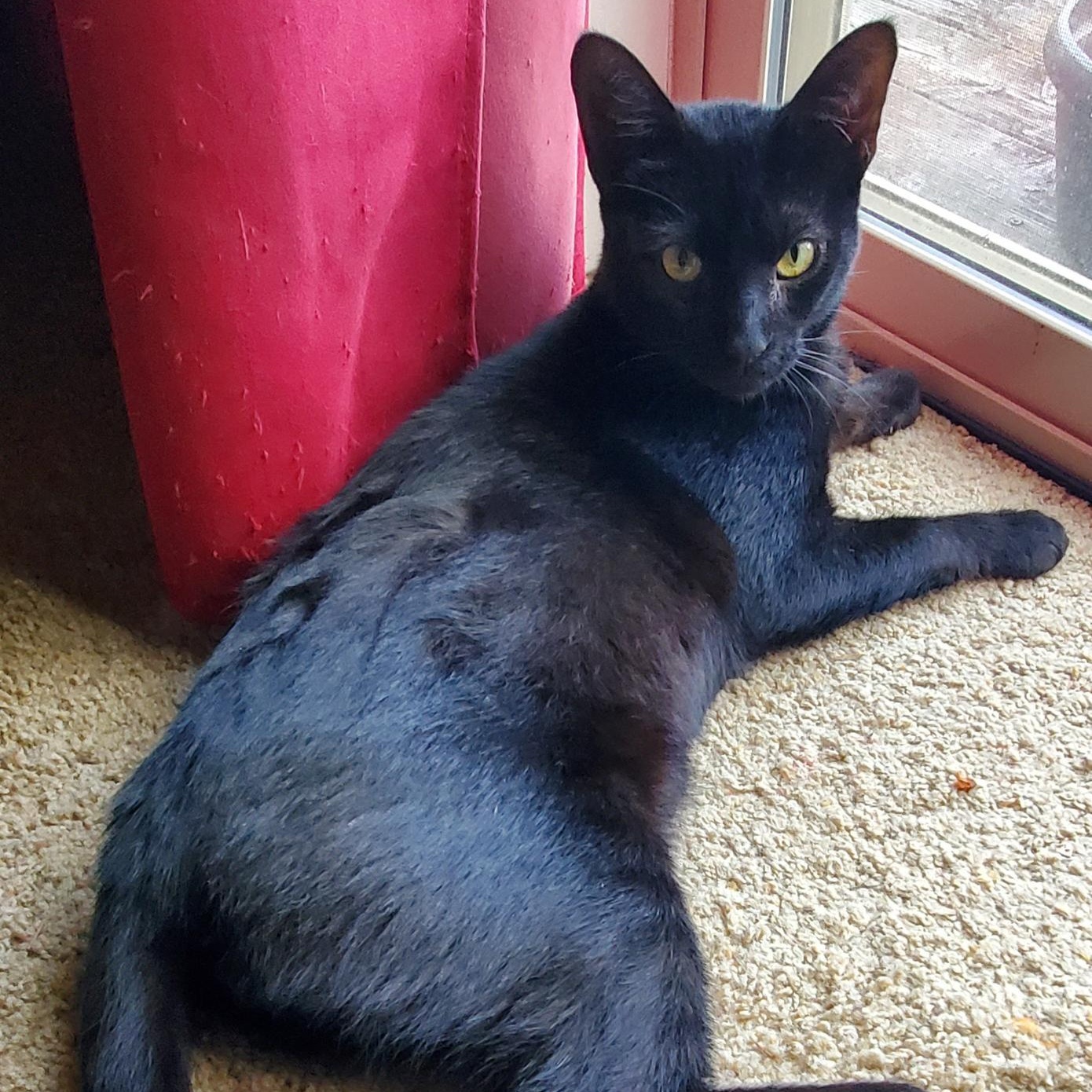 Enlarge Mercutio, a ADOPTABLE mixed breed in Portland, OR image 6/6
