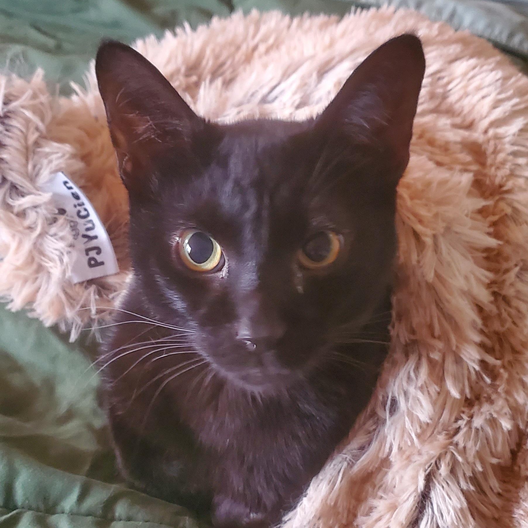 Enlarge Mercutio, a ADOPTABLE mixed breed in Portland, OR image 3/6