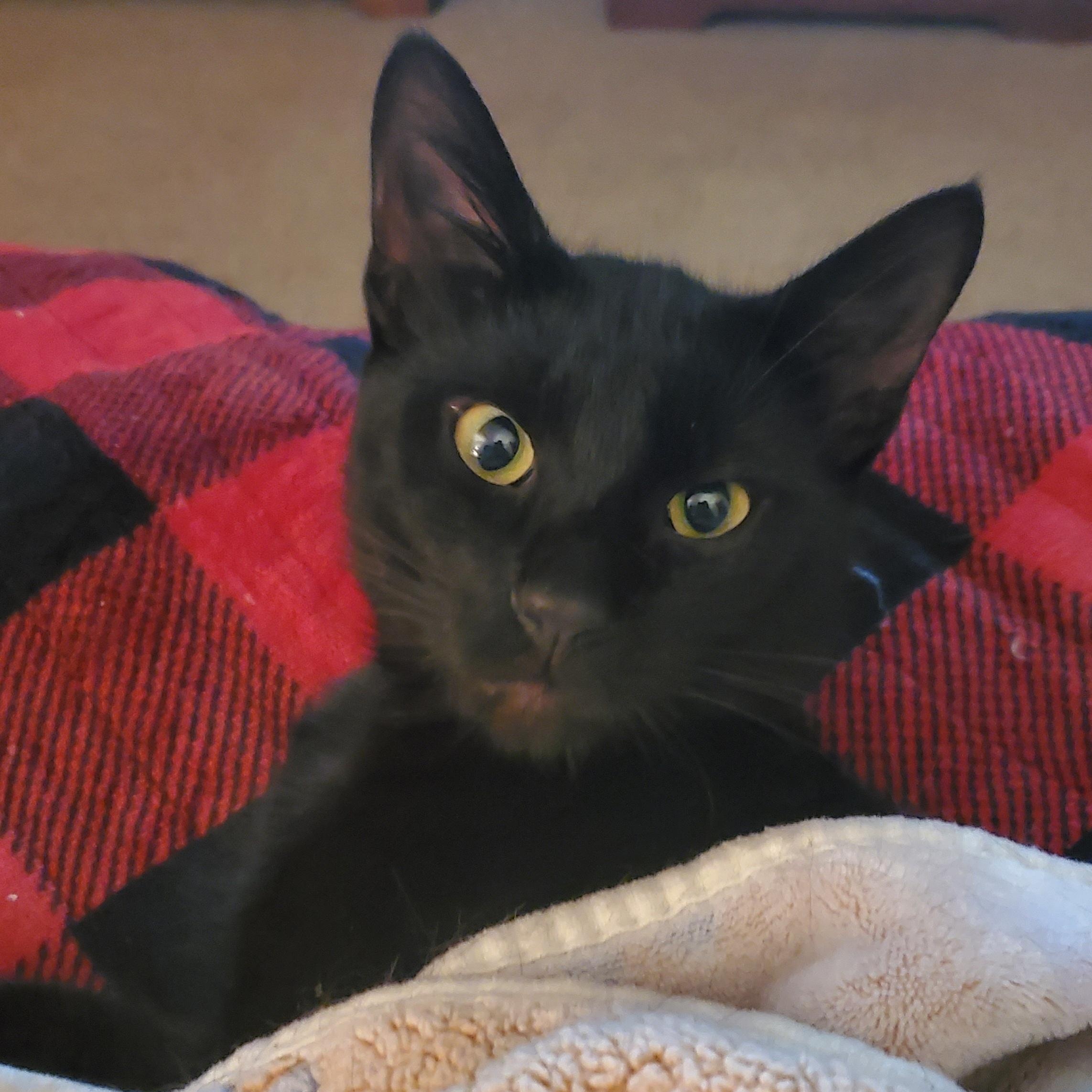 Enlarge Mercutio, a ADOPTABLE mixed breed in Portland, OR image 5/6