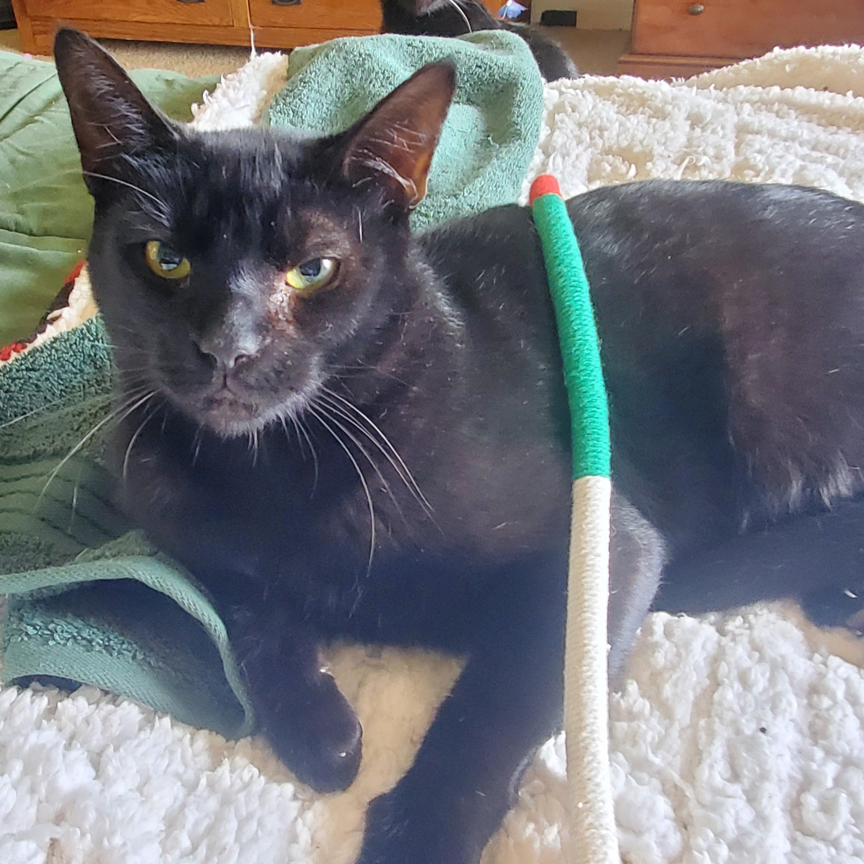 Enlarge Mercutio, a ADOPTABLE mixed breed in Portland, OR image 4/6