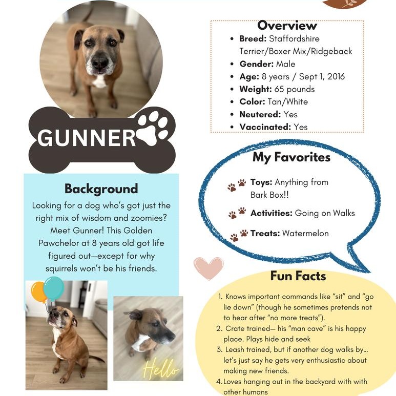 GUNNER, a Adoptable mixed breed in Albany , NY image 1/4