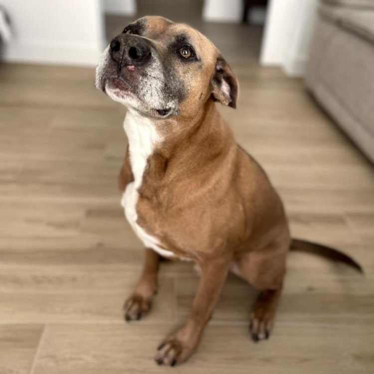 GUNNER, a Adoptable mixed breed in Albany , NY image 2/4