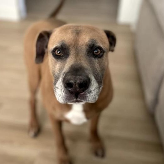 GUNNER, a Adoptable mixed breed in Albany , NY image 3/4