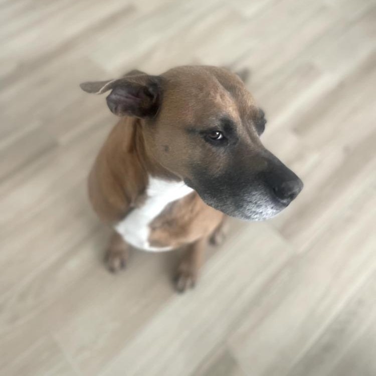 GUNNER, a Adoptable mixed breed in Albany , NY image 4/4