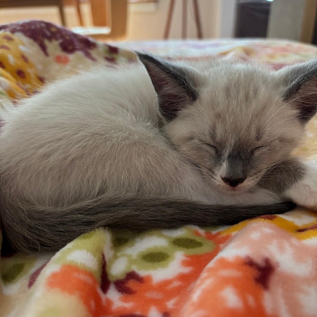 Enlarge Marshmallow, an adopted Domestic Short Hair in Chicago, IL image 3/6