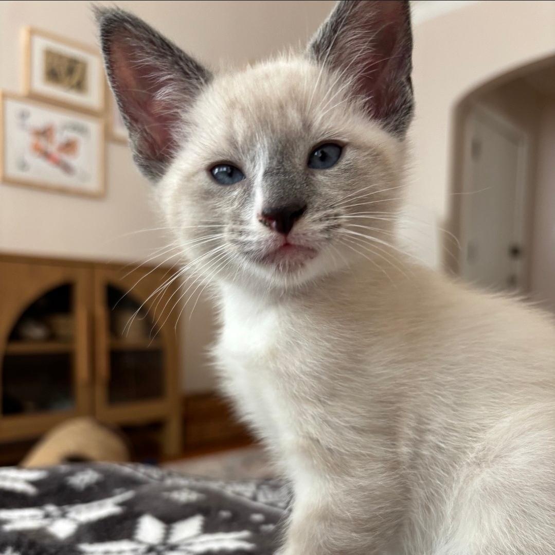 Enlarge Marshmallow, an adopted Domestic Short Hair in Chicago, IL image 5/6