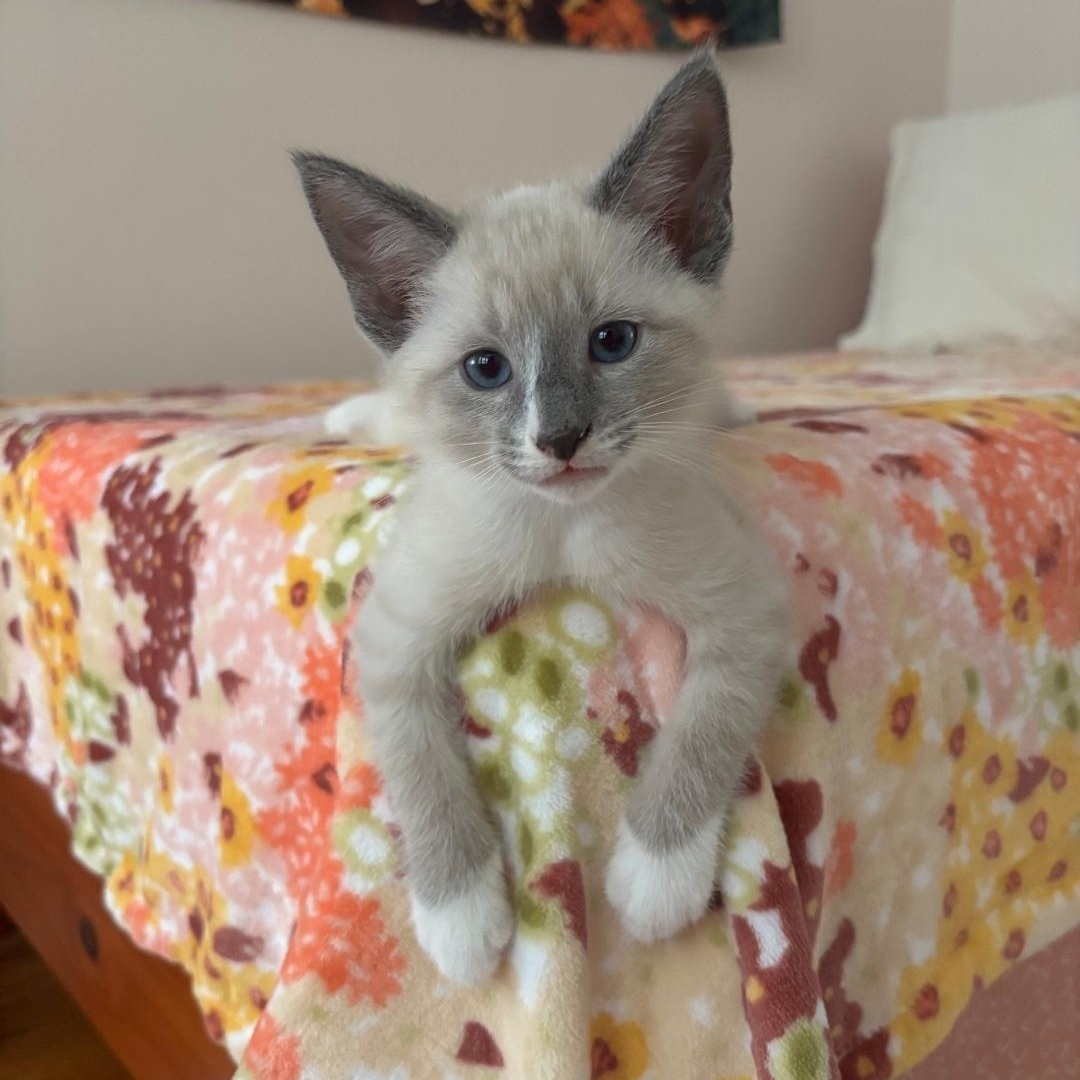 Enlarge Marshmallow, an adopted Domestic Short Hair in Chicago, IL image 2/6