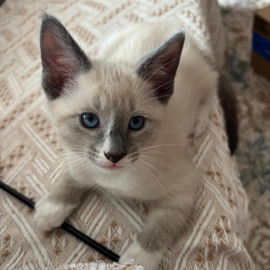 Marshmallow, adopted, Kitten Male Domestic Short Hair.