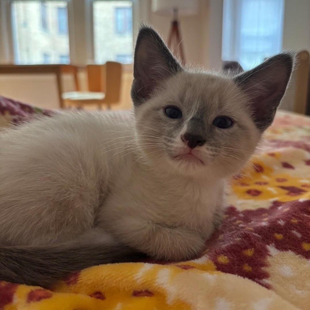 Enlarge Marshmallow, an adopted Domestic Short Hair in Chicago, IL image 4/6