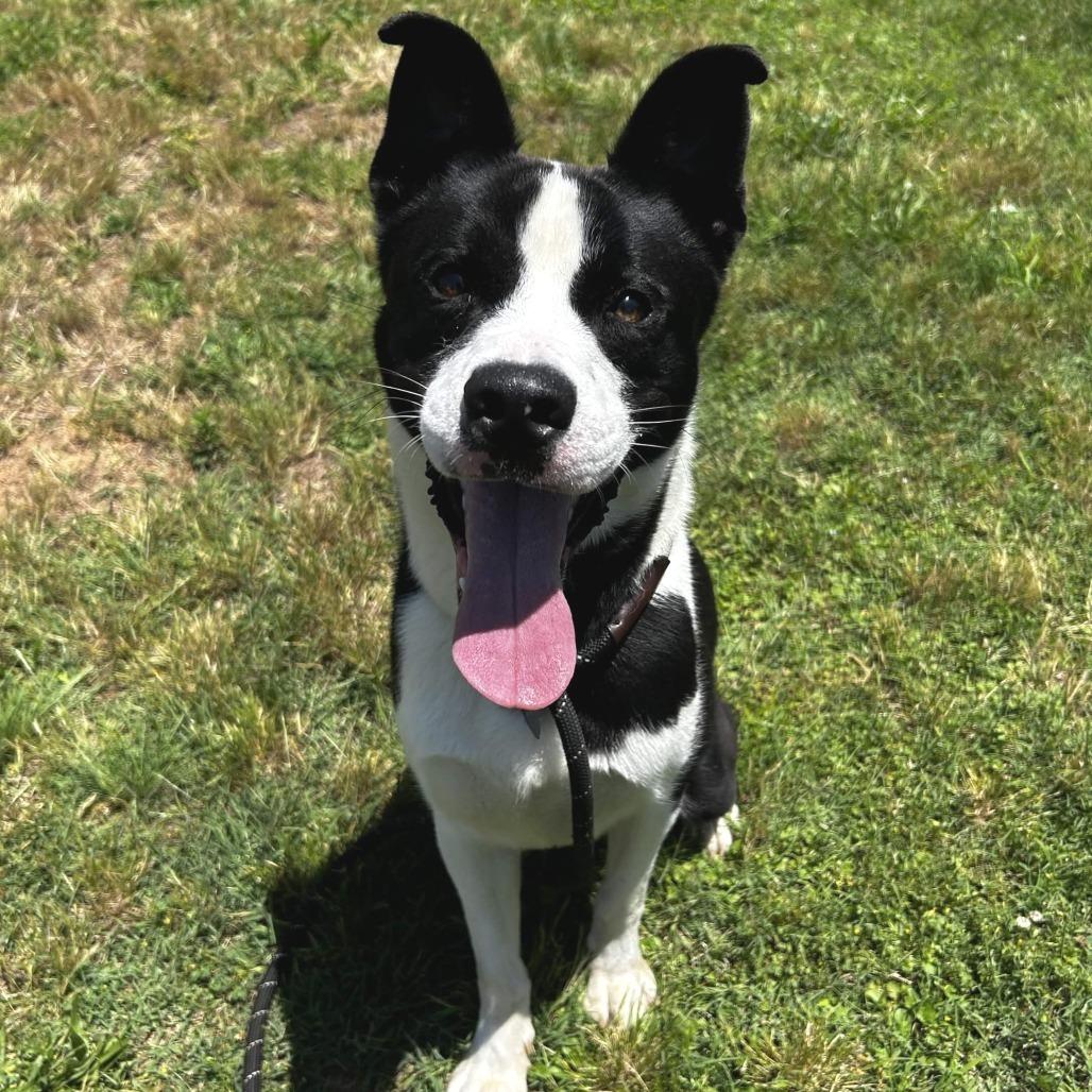 Enlarge Nebula, a Adoptable mixed breed in Greenville, SC image 4/6