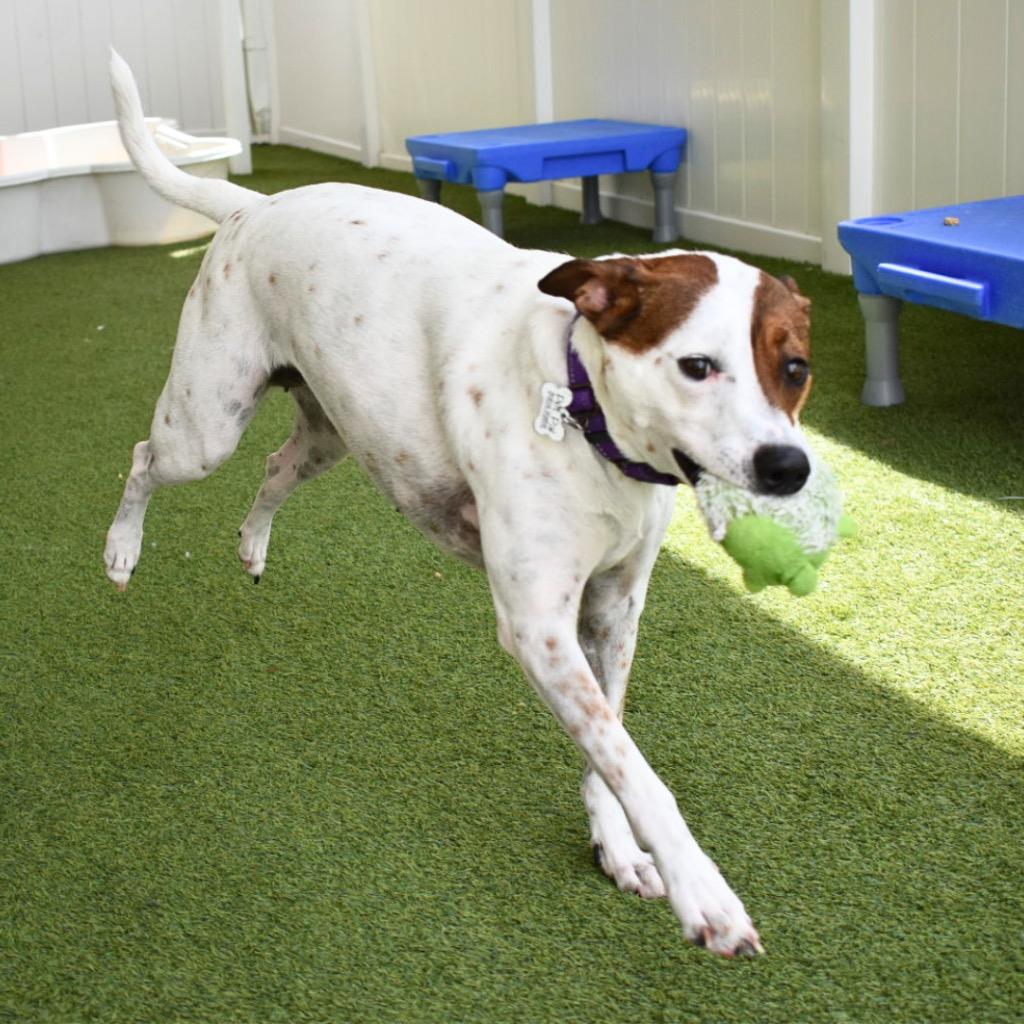 Lilly, Adoptable, Young Female Fox Terrier.