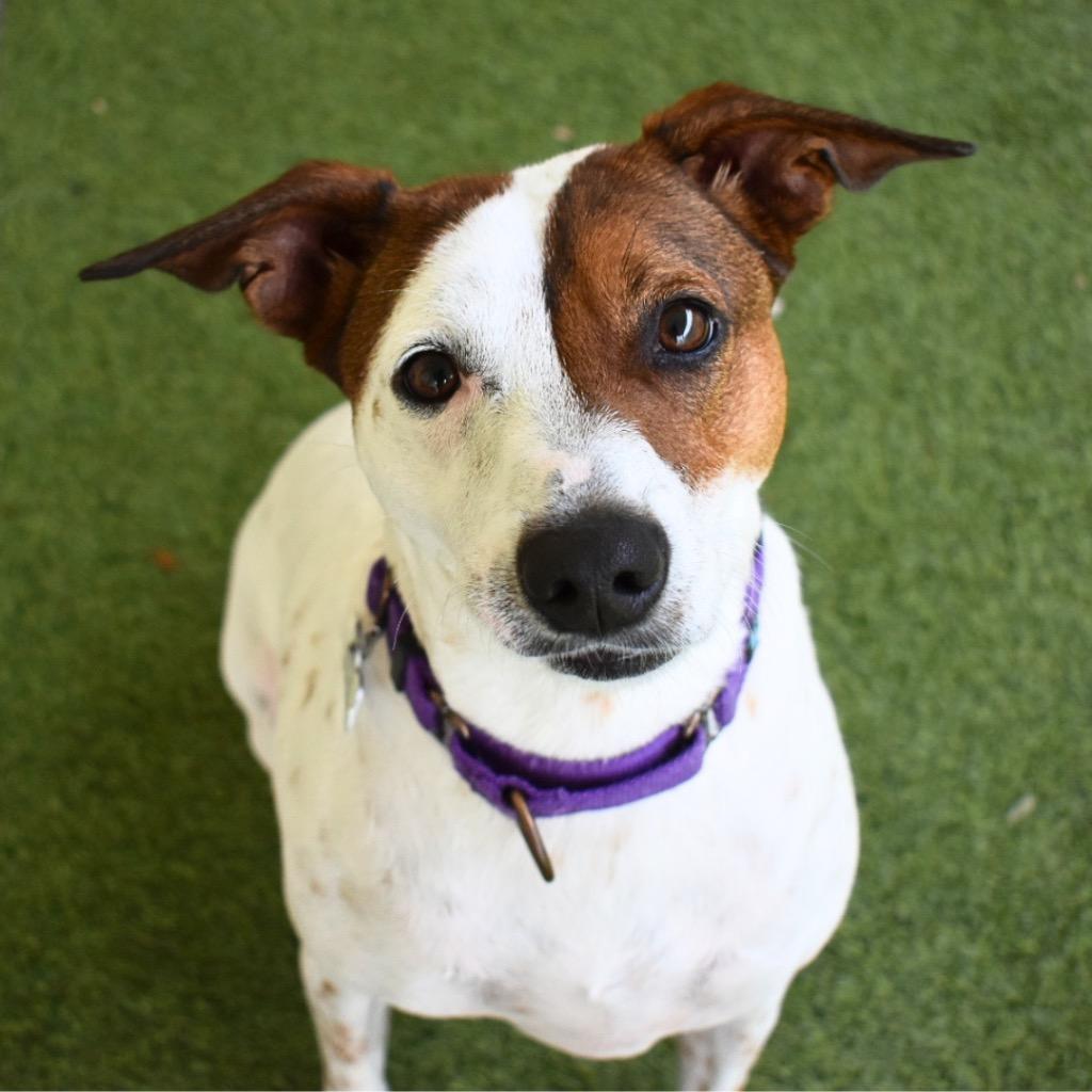 Enlarge Lilly, a Adoptable mixed breed in Saint Petersburg, FL image 2/4
