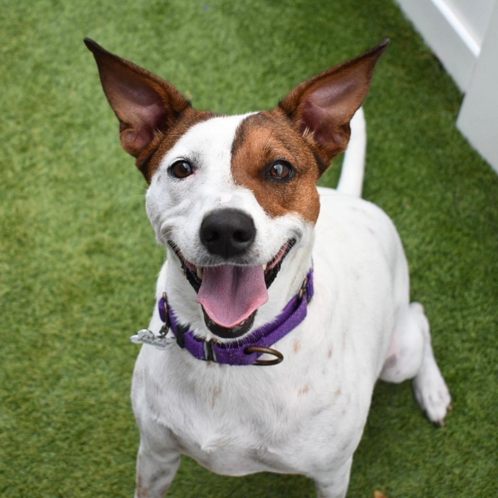 Enlarge Lilly, a Adoptable mixed breed in Saint Petersburg, FL image 3/4