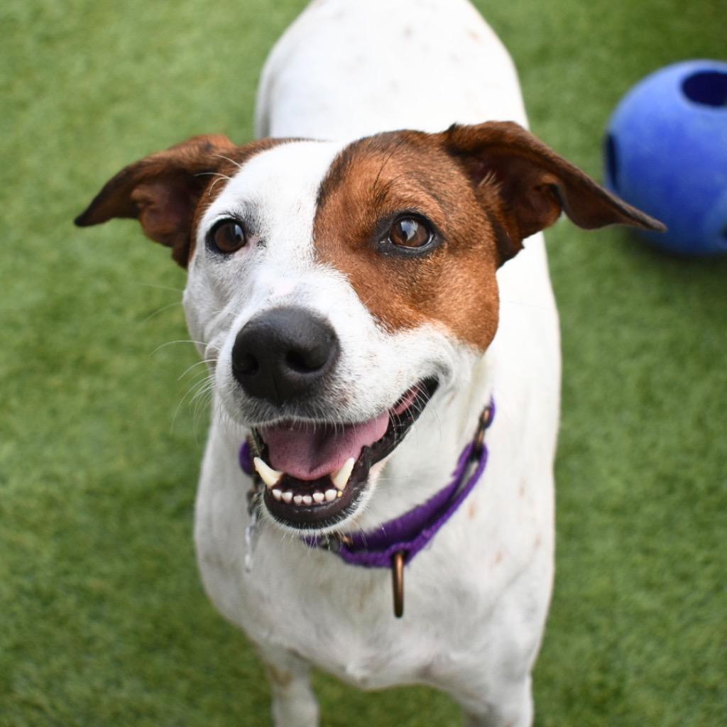 Enlarge Lilly, a Adoptable mixed breed in Saint Petersburg, FL image 4/4