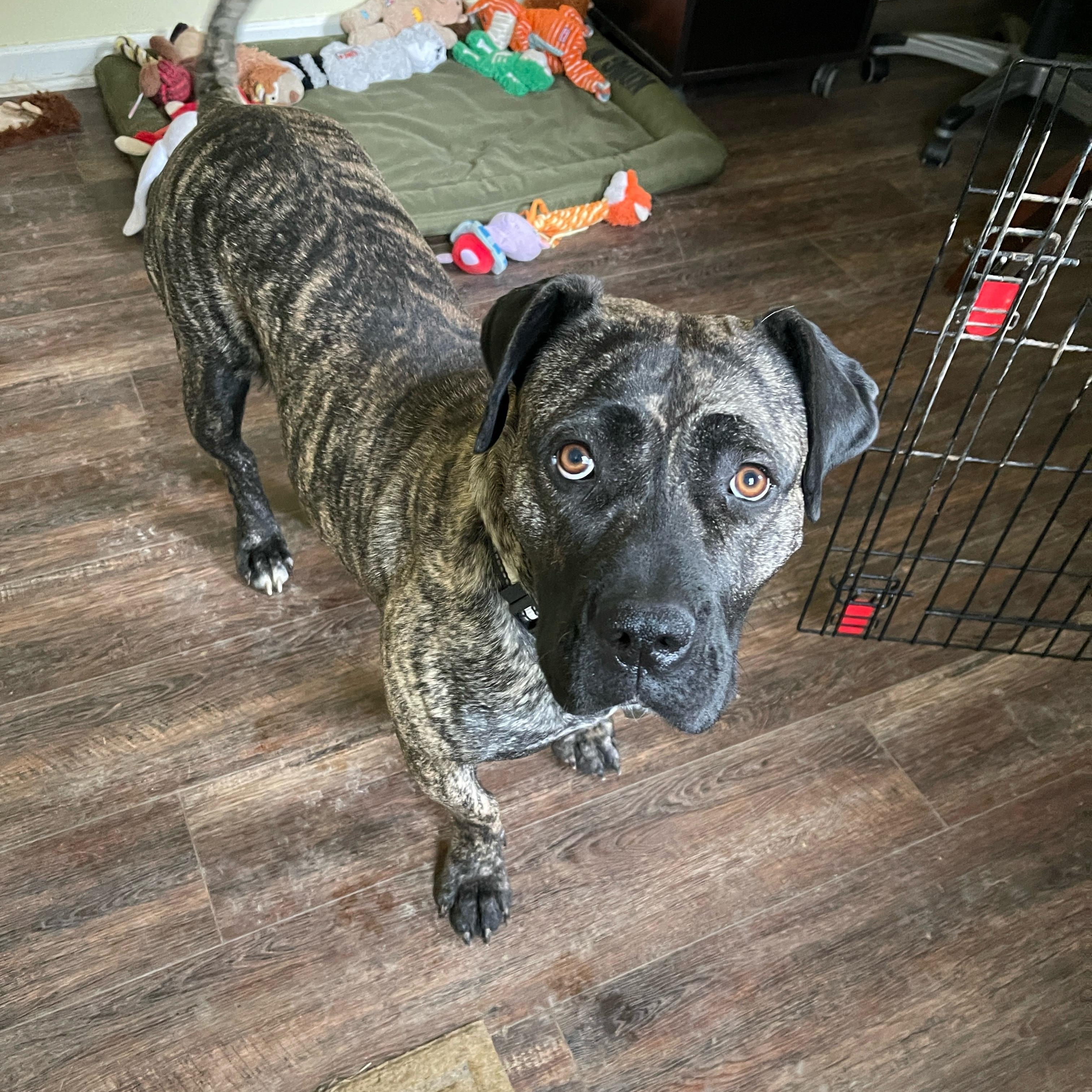 Sprite, a Adoptable mixed breed in Greenwood, IN image 2/6