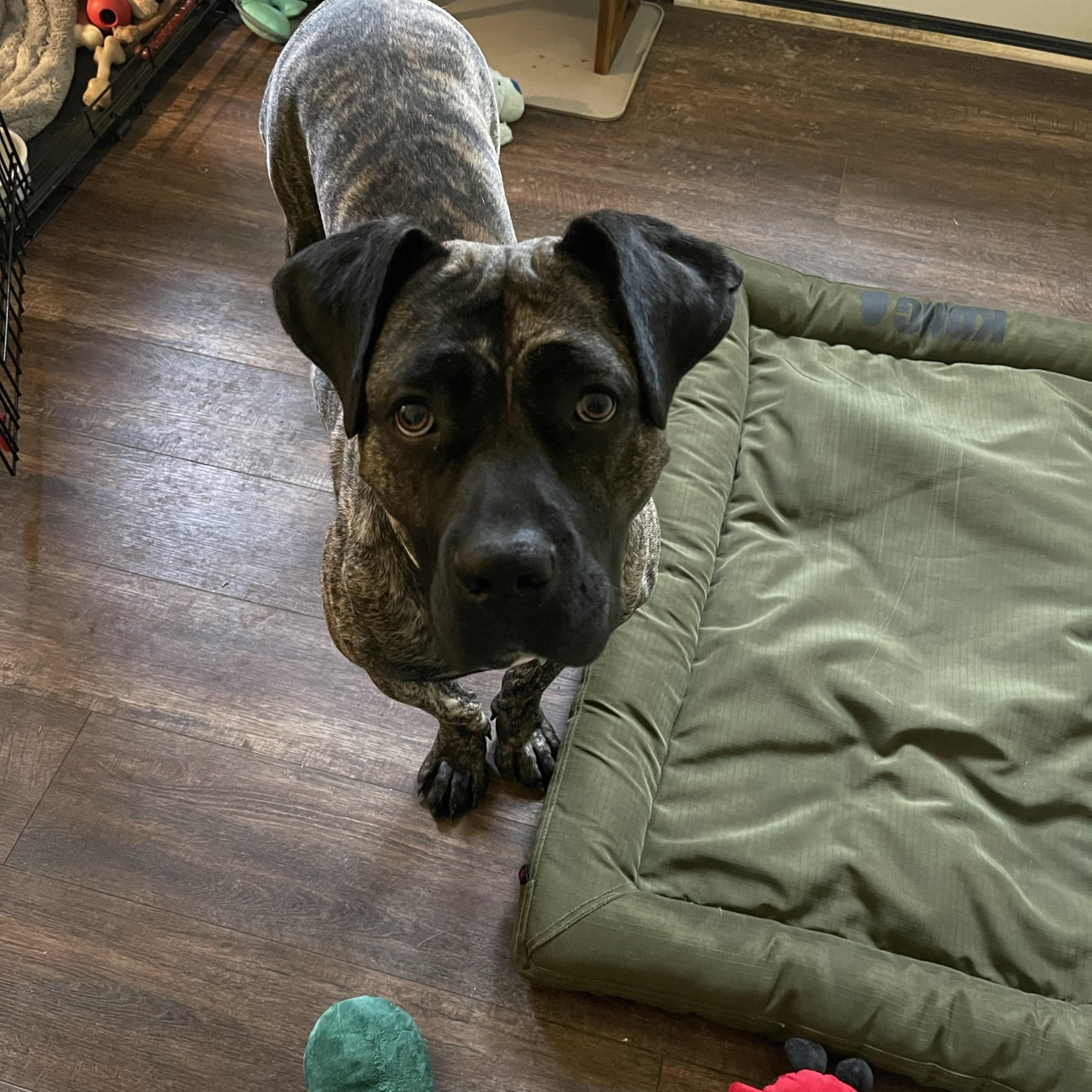 Sprite, a Adoptable mixed breed in Greenwood, IN image 3/6