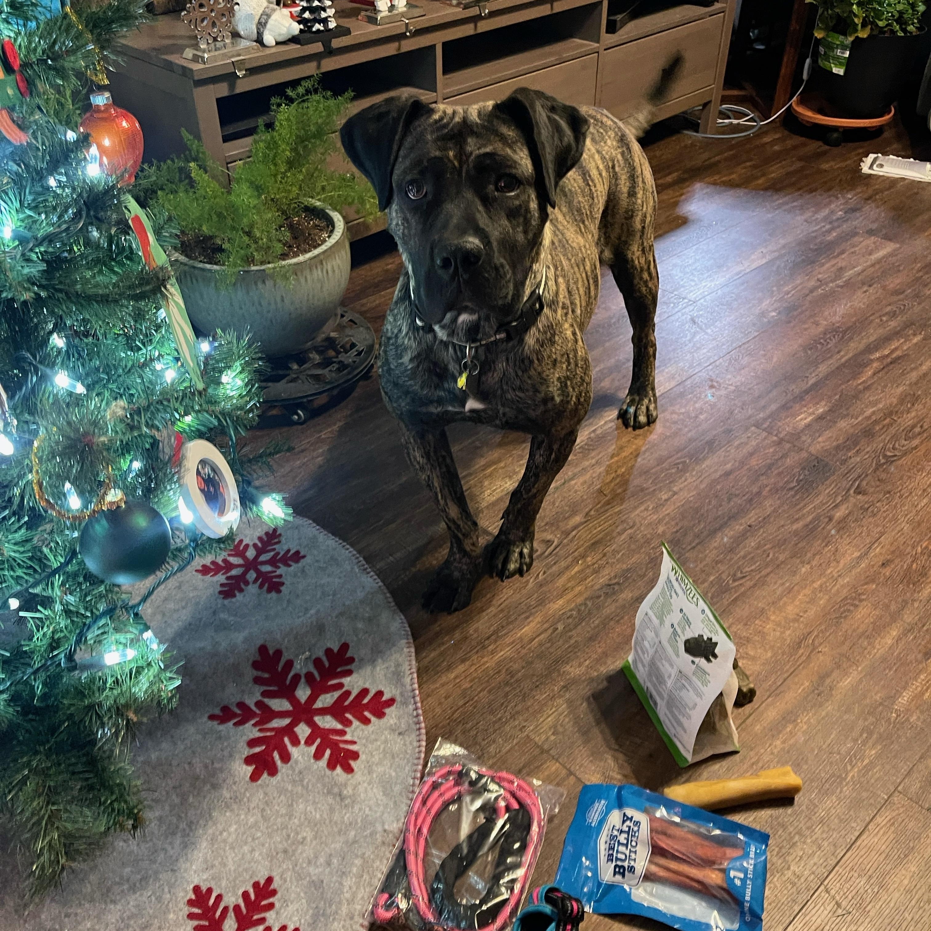 Sprite, a Adoptable mixed breed in Greenwood, IN image 4/6