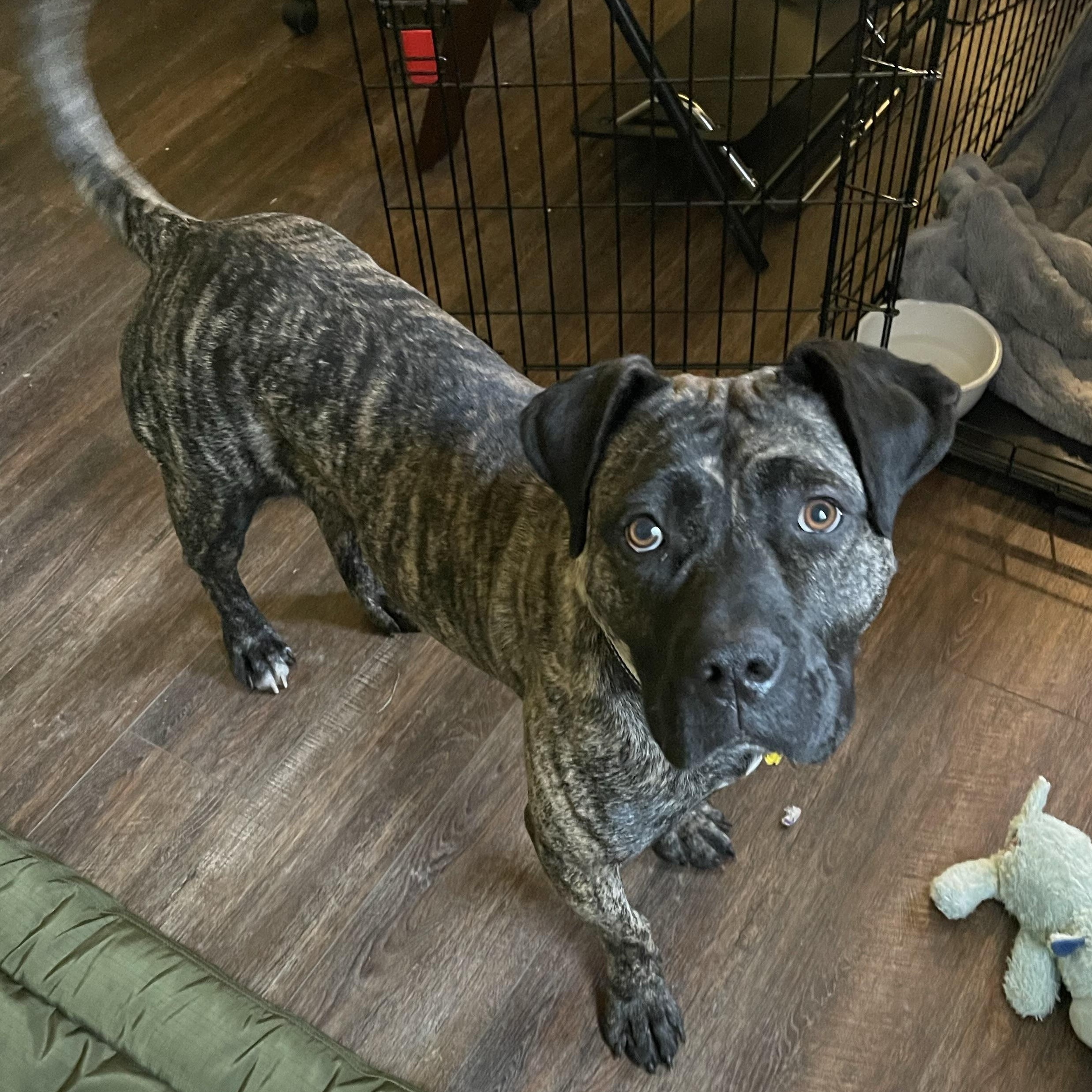 Sprite, Adoptable, Adult Female Mastiff & Mixed Breed.