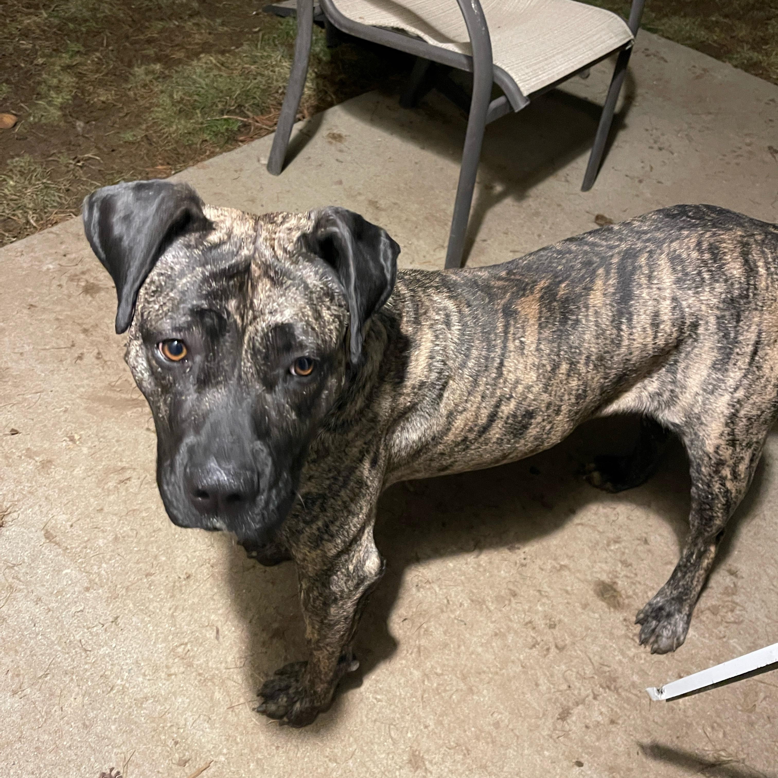 Sprite, a Adoptable mixed breed in Greenwood, IN image 5/6