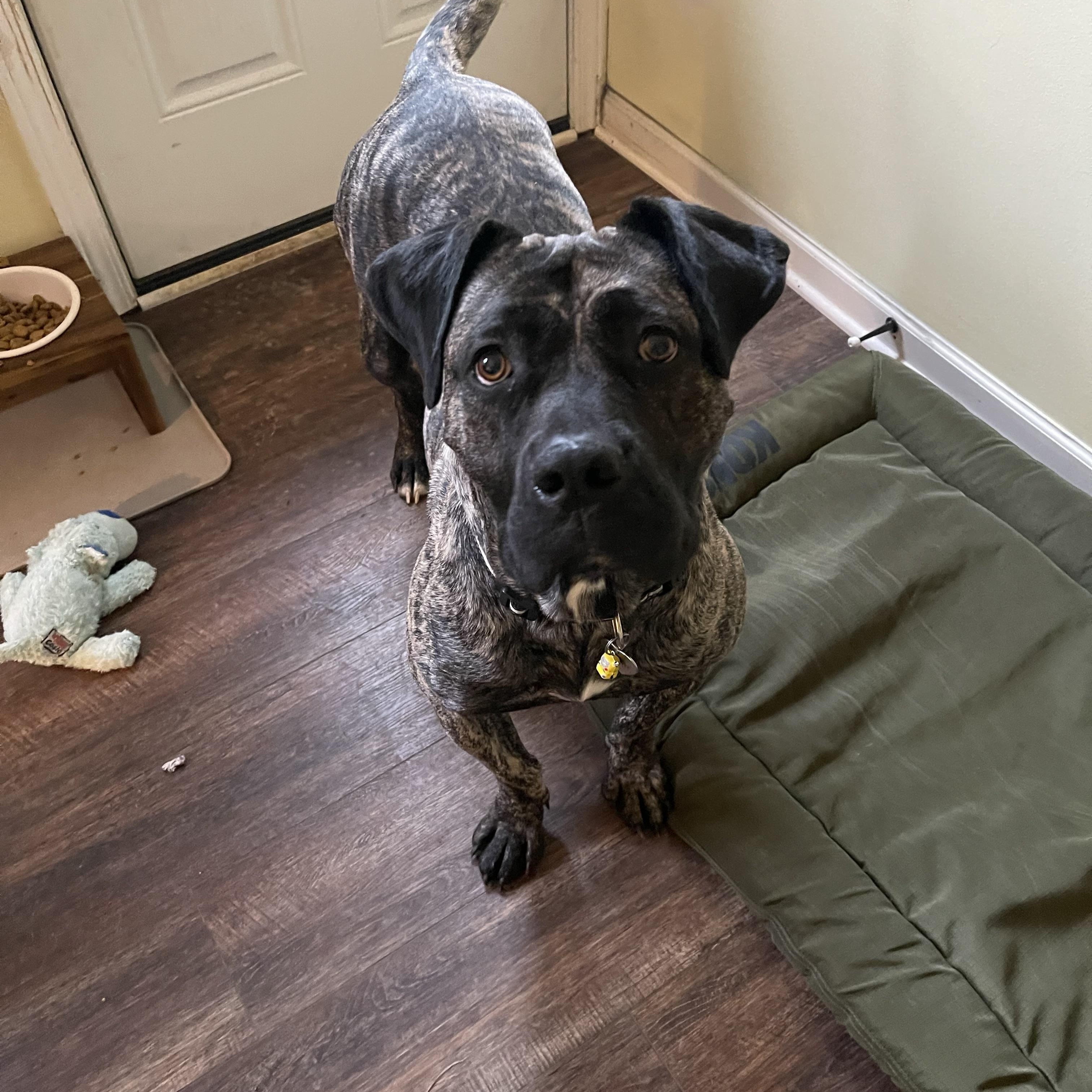 Sprite, a Adoptable mixed breed in Greenwood, IN image 6/6