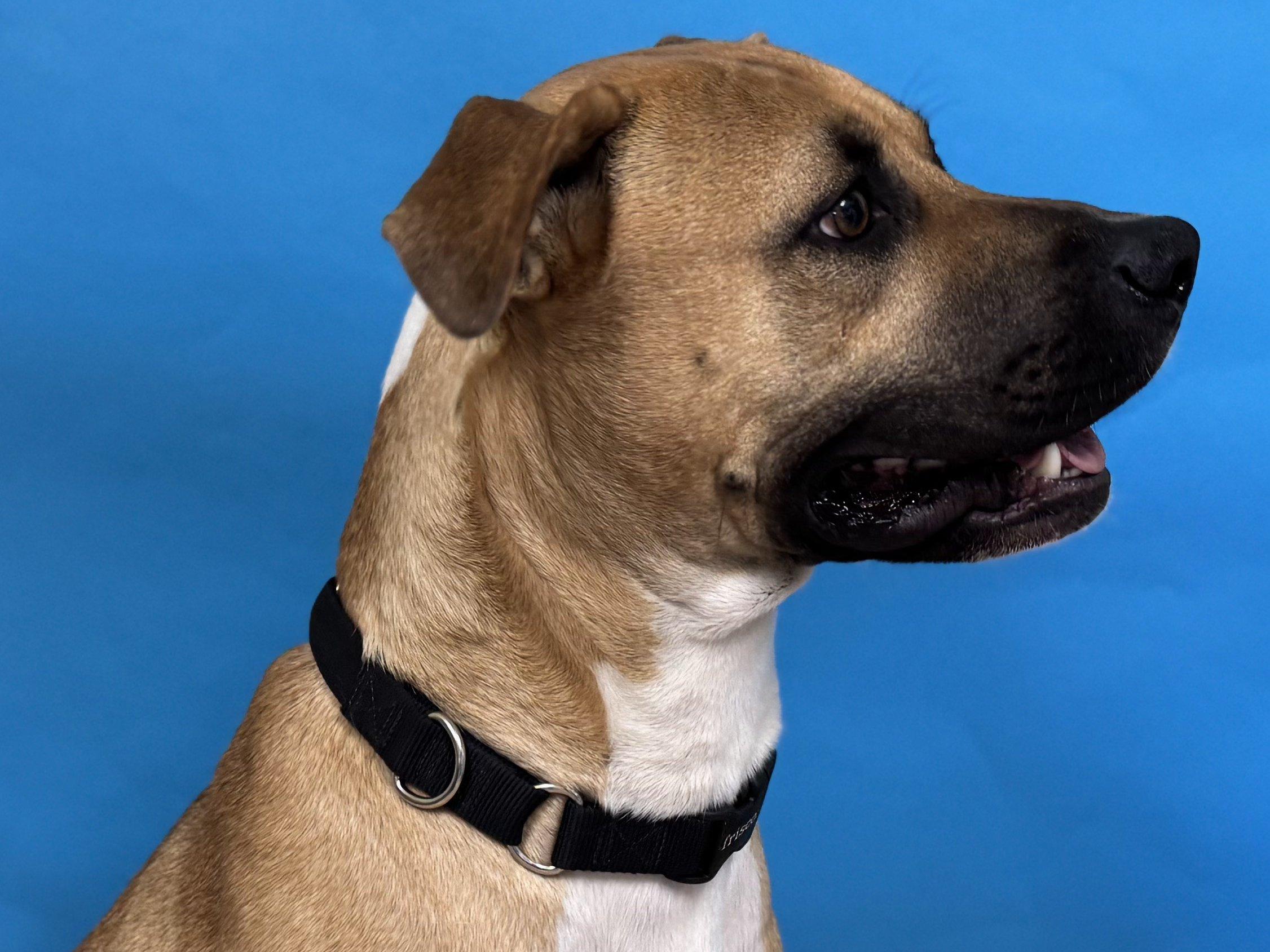 Miles, an adoptable American Bulldog, Mixed Breed in Republic, WA, 99166 | Photo Image 1