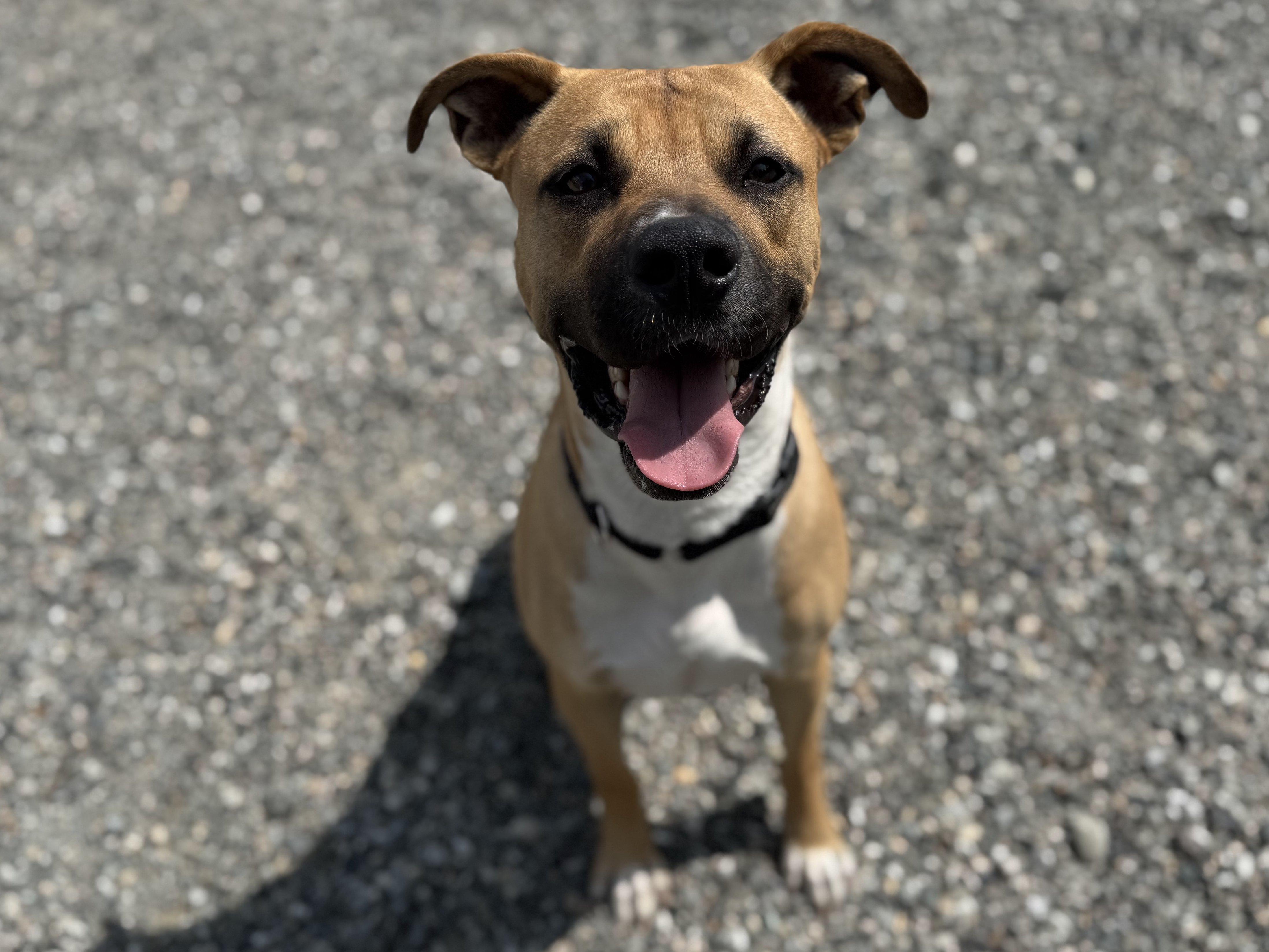 Miles, an adoptable American Bulldog, Mixed Breed in Republic, WA, 99166 | Photo Image 4