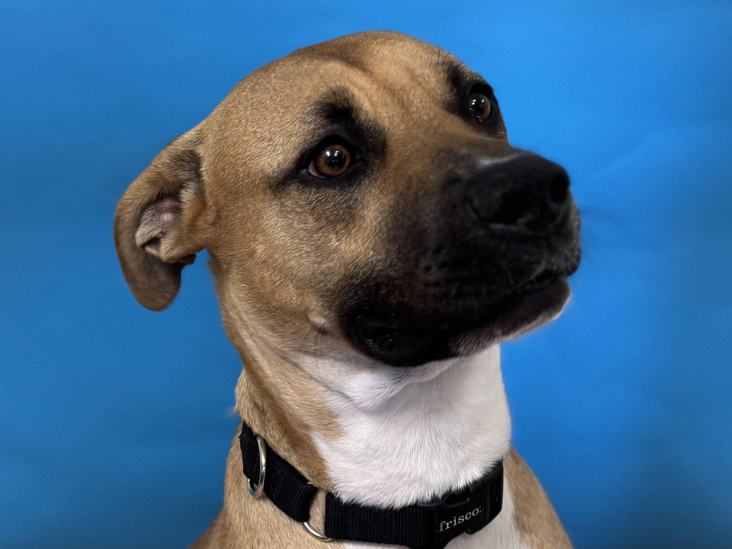 Miles, an adoptable American Bulldog, Mixed Breed in Republic, WA, 99166 | Photo Image 5