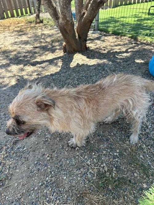 Enlarge Margo, a Adoptable mixed breed in Toronto, ON image 6/6