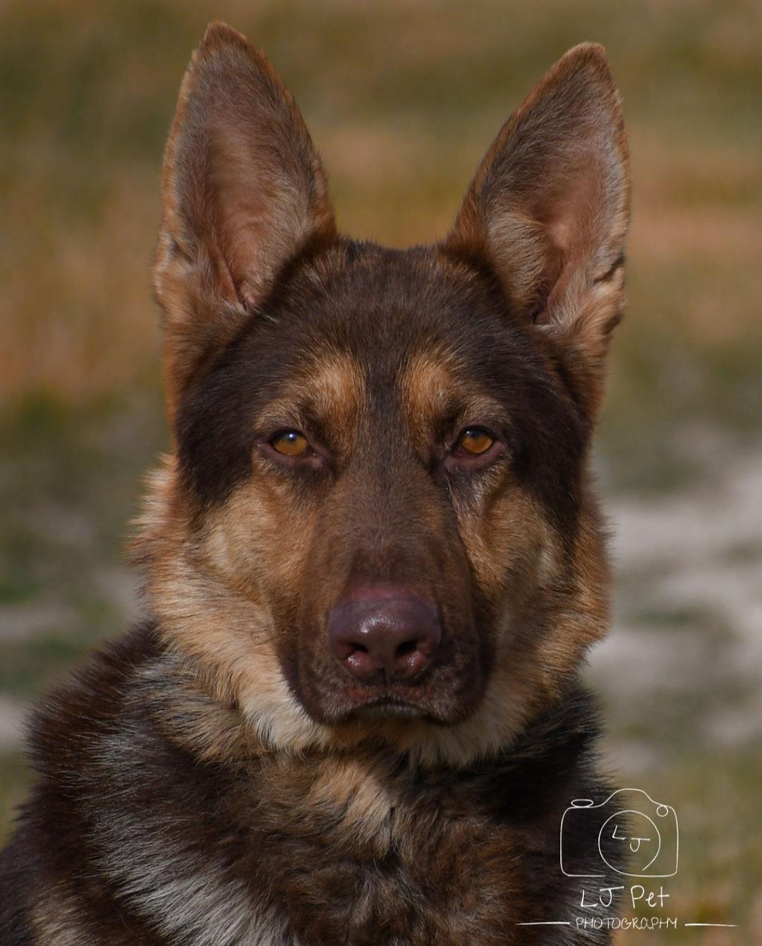 Chance, Adoptable, Adult Male German Shepherd Dog.
