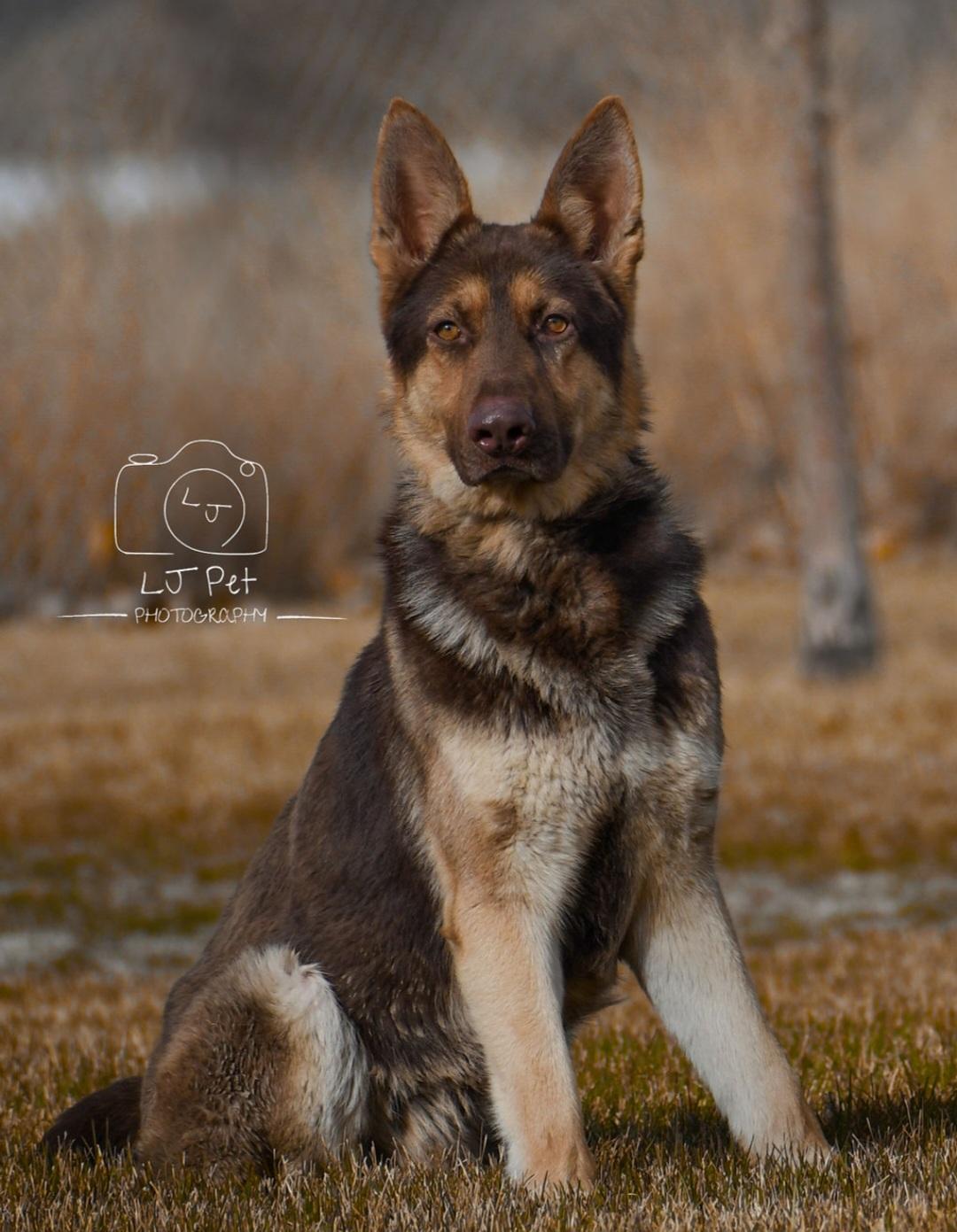 Chance, a Adoptable German Shepherd Dog in Carlin, NV image 2/2