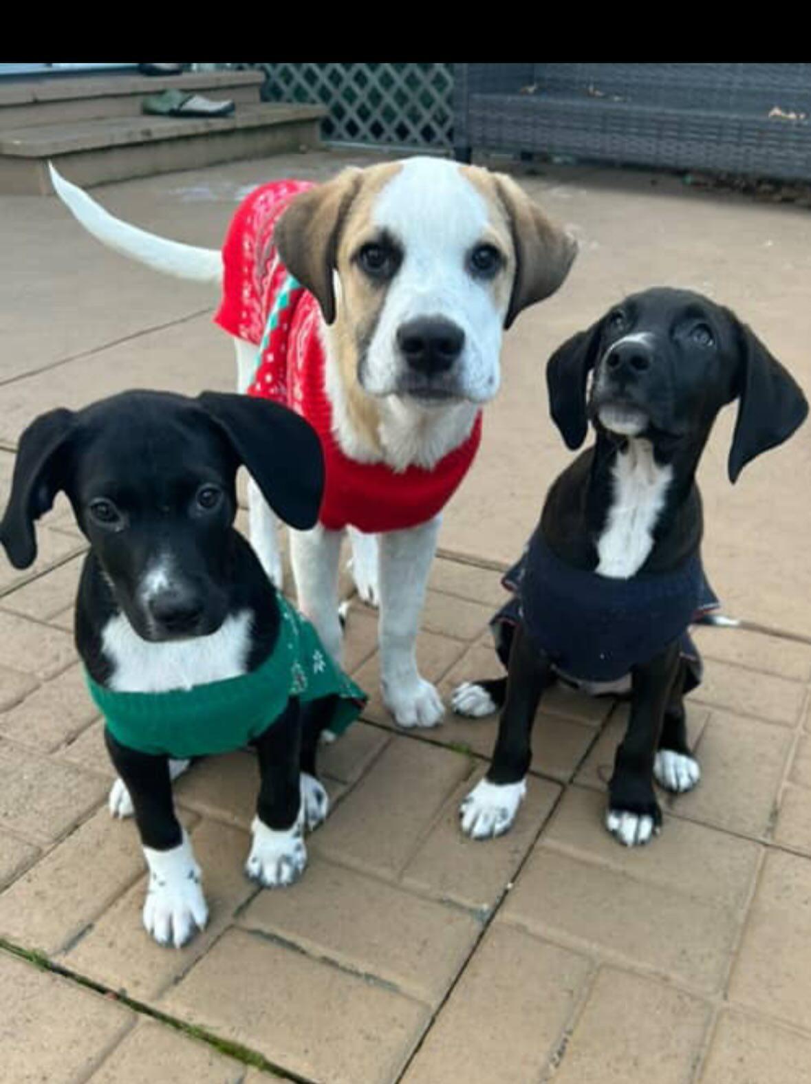 Cool Ghoul thumbnail 4