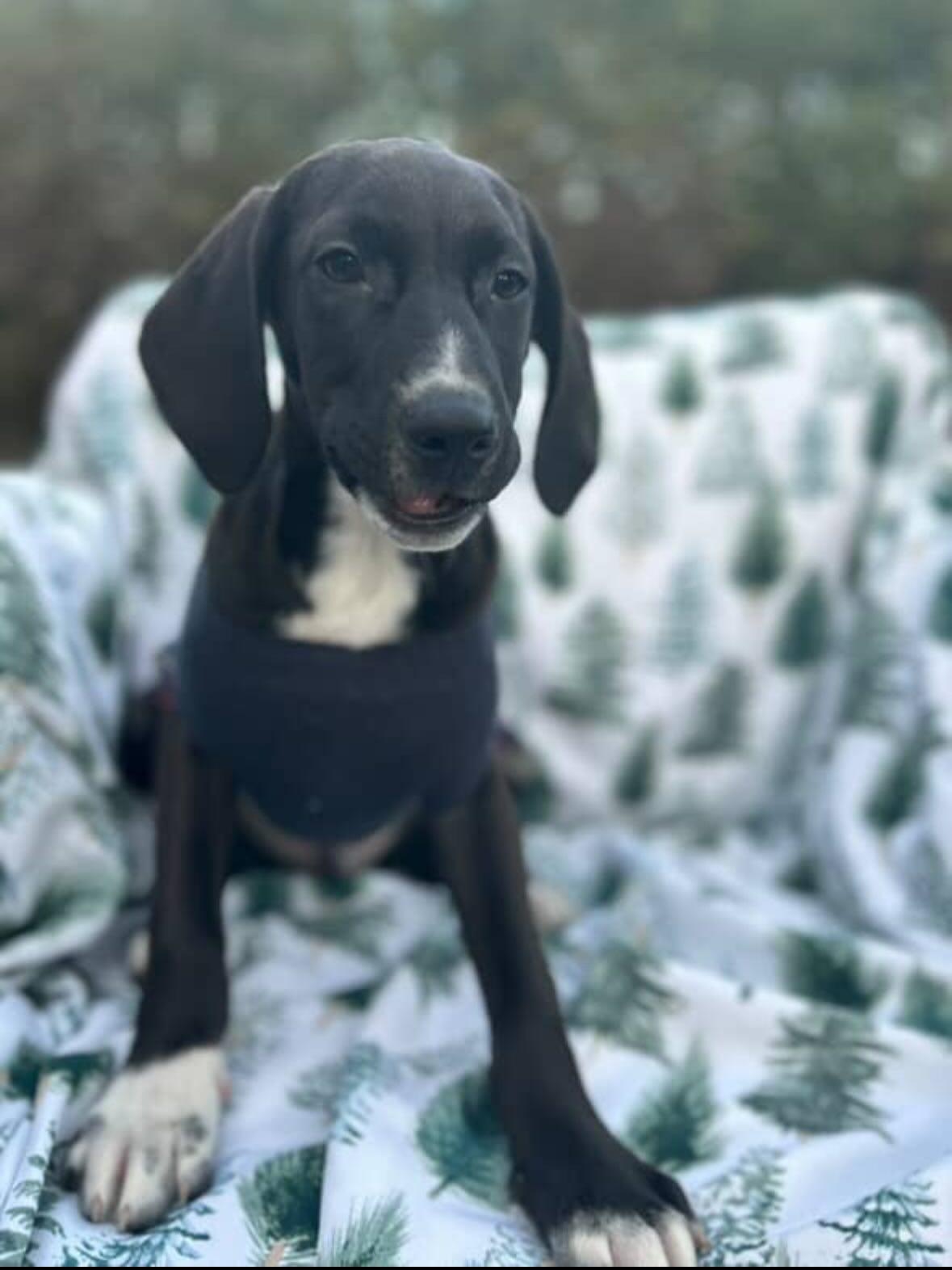 Cool Ghoul thumbnail 6