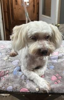 Lenny, ADOPTABLE, Adult Male Mixed Breed.